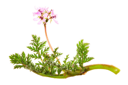 Redstem filaree, redstem stork's bill, common stork's-bill or pinweed (Erodium cicutarium). Pink wildflowers of weed isolated on white background.