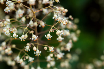 Closeup of alumroot (Heuchera micrantha) flower against a blurred background with copyspace