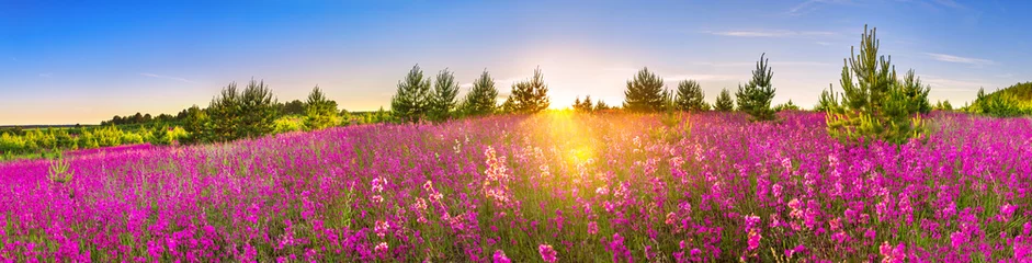 Fototapeten Frühlingslandschaftspanorama mit blühenden Blumen in der Wiese © yanikap