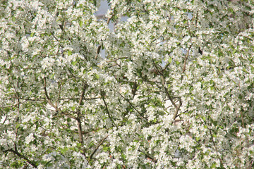 Apple branches blooming with white flowers