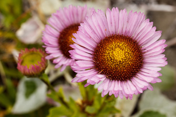 Obraz premium Beautiful closeup of pink and red seaside daisy (Erigeron glaucus) with a bright yellow center