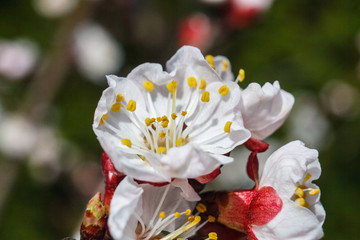 Prunus armeniaca (meaning Armenian plum)