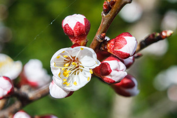 Prunus armeniaca (meaning Armenian plum), ansu apricot, Siberian apricot