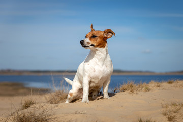 Portrait of Jack Russell Terrier on the sand