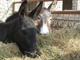 Donkeys. Portrait