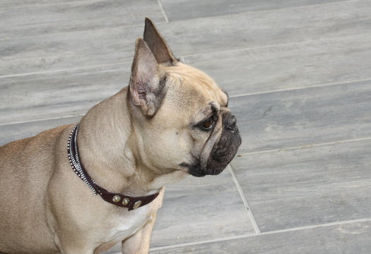 1 232 Best Bouledogue Francais Images Stock Photos Vectors Adobe Stock 1 232 Best Bouledogue Francais Images Stock Photos Vectors Adobe Stock