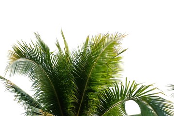 Fototapeta na wymiar Coconut leaves on white isolated background for green foliage backdrop 