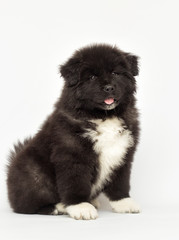 Obraz premium American Akita puppy looking on a white background