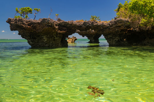 Mangroves in the ocean lagoon . Kwale island. Zanzibar.