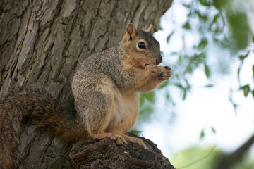 Naklejka na ściany i meble Squirrel on Tree Perch