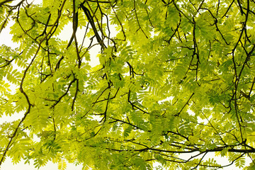 Fototapeta premium bottom view on ash tree in sunlight, seen from below