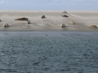 Fototapeta premium Seehundbank