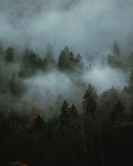 Winter foggy forest in cloudy Hallstatt.
