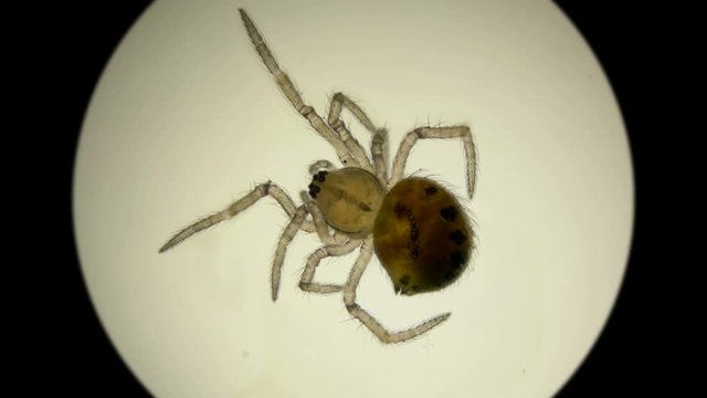 spider Araneae type Arthropoda, under a microscope