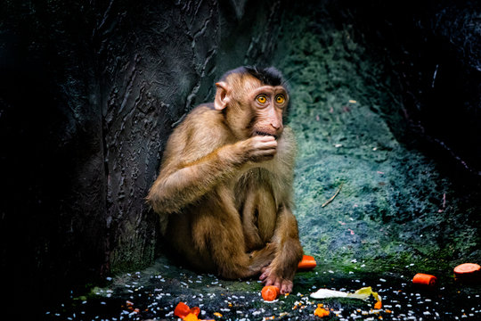 Little Barbary macaque, Macaca sylvanus, sitting near the tree and eats fruit. He's very cute. It is close up photo. It is nature background wit cute little monkey.