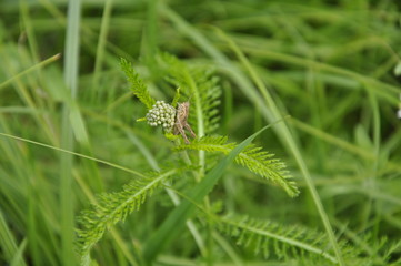 green grasshopper on the grass