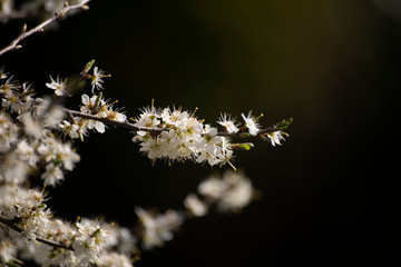 cherry blossom