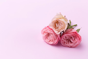 Three delicate roses on a beautiful pink background with space for text.