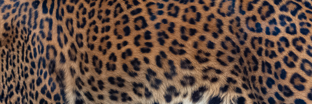 Leopard, panther, the skin, unique pattern on the skin