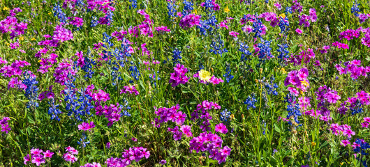 Fototapeta premium Colorful Wildflowers during Spring in Texas