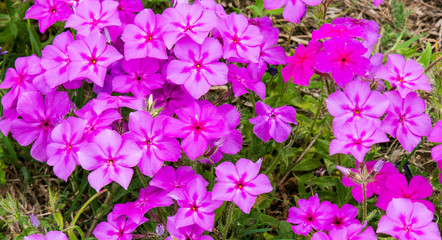 Closeup of pink Phlox wildflowers