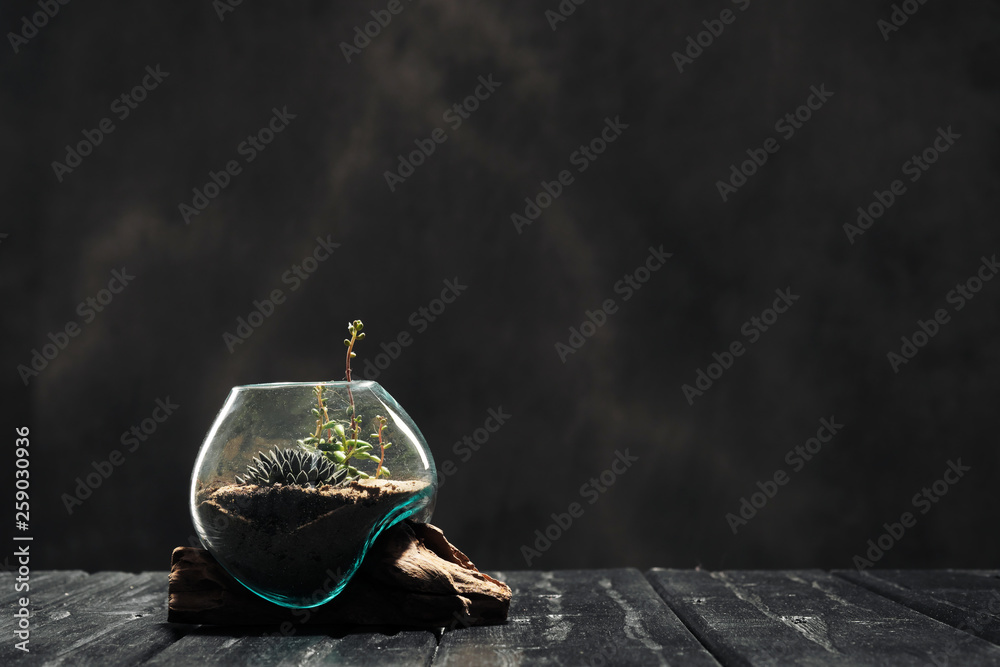 Wall mural Mini garden home in a glass flask. Cacti, succulents and sand. The concept of nature and environmental protection, gift.