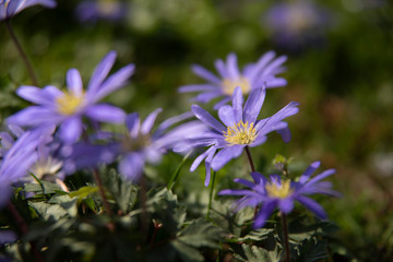 Obraz premium flower in the garden