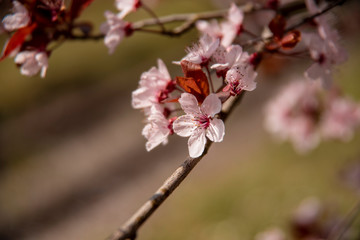 cherry blossom in spring