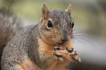 Naklejka na ściany i meble Squirrel Closeup Holding Peanut