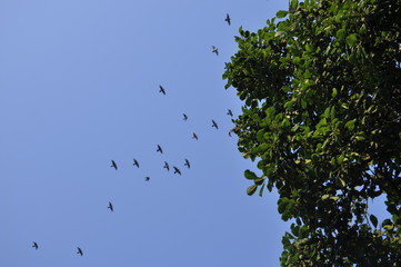 flock of birds in flight