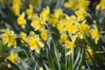 Obraz premium Blooming buds of daffodils in flower bed.
