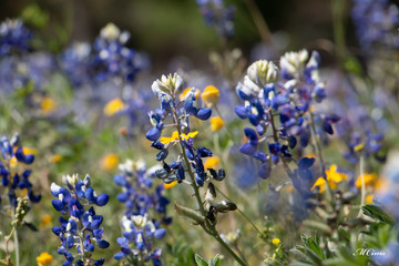 Bluebonnets