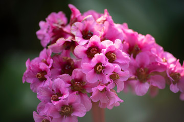 pink flowers