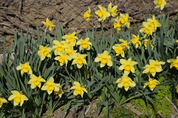 Obraz premium Blooming buds of daffodils in flower bed.