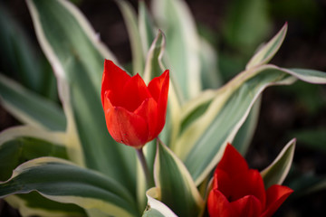 Naklejka premium red tulips in the garden