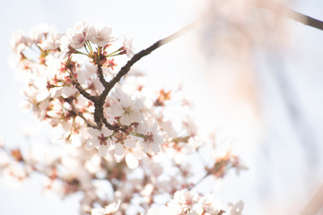 cherry blossom on a background of blue sky