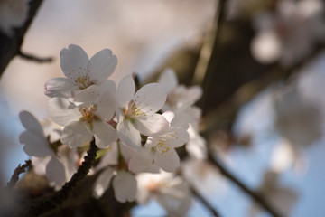 cherry blossom