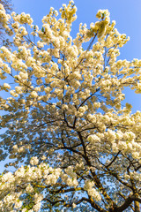 Single white cherry plum tree blossoming in spring