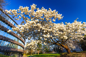 Single white cherry plum tree blossoming in spring