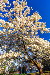 Single white cherry plum tree blossoming in spring