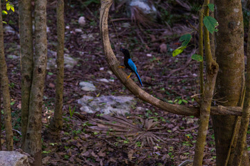 Obraz premium Magpie bird tulum , Quintana Roo, Mexico