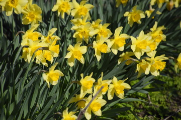 Blooming buds of daffodils in flower bed.