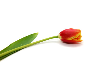 Beautiful Tulip flower red with leaf isolated on white background.
