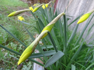 narcisi in bocciolo a primavera