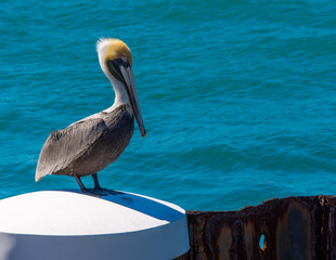 White pelican sitting on a piling in Key West Harbor with water in the background