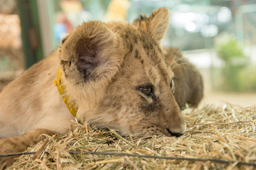 Small tiger cub