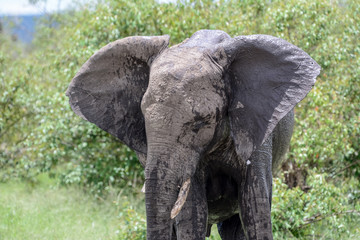 Portrait elephant in Tarangire