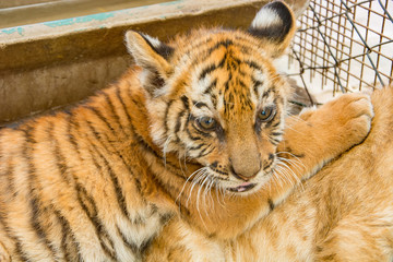 Small tiger cub