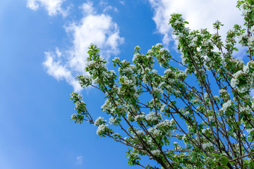 blooming green tree and blue sky