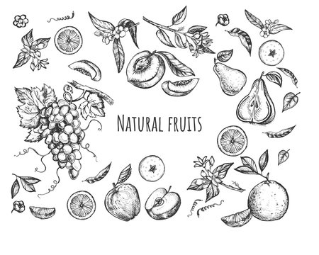Floral highly detailed collection hand drawn fruit